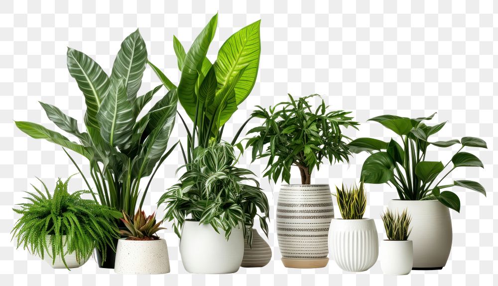 PNG Houseplants houseplant vase leaf. AI generated Image by rawpixel.