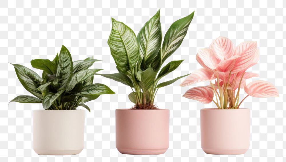 PNG Houseplants houseplant flower vase. AI generated Image by rawpixel.