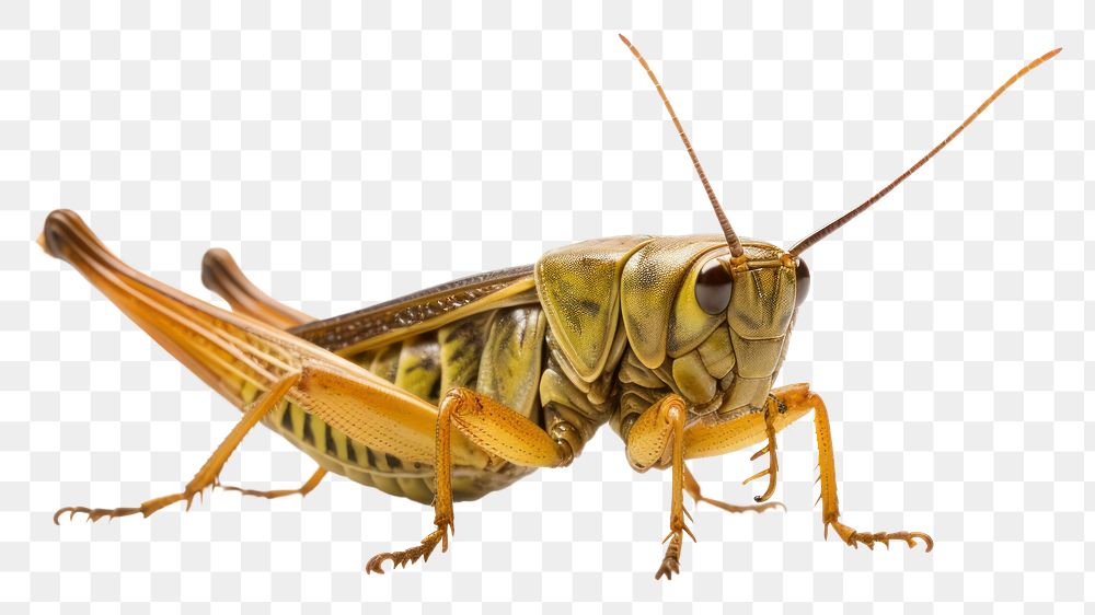 PNG Grasshopper insect animal invertebrate. 