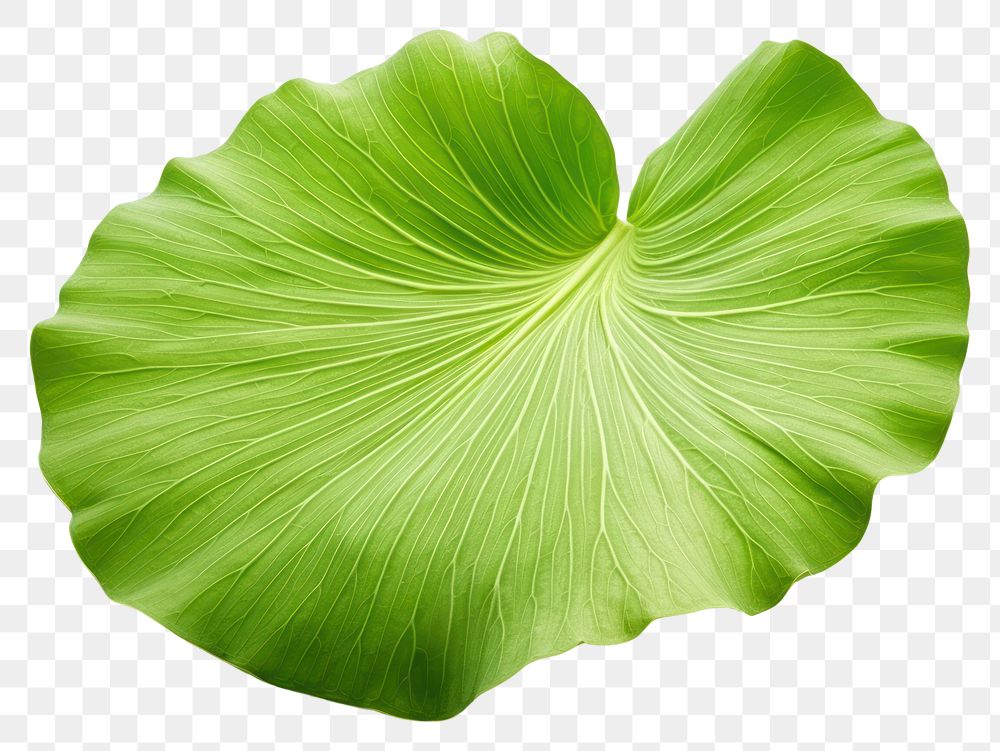 PNG Lotus leaf nature plant green. AI generated Image by rawpixel.