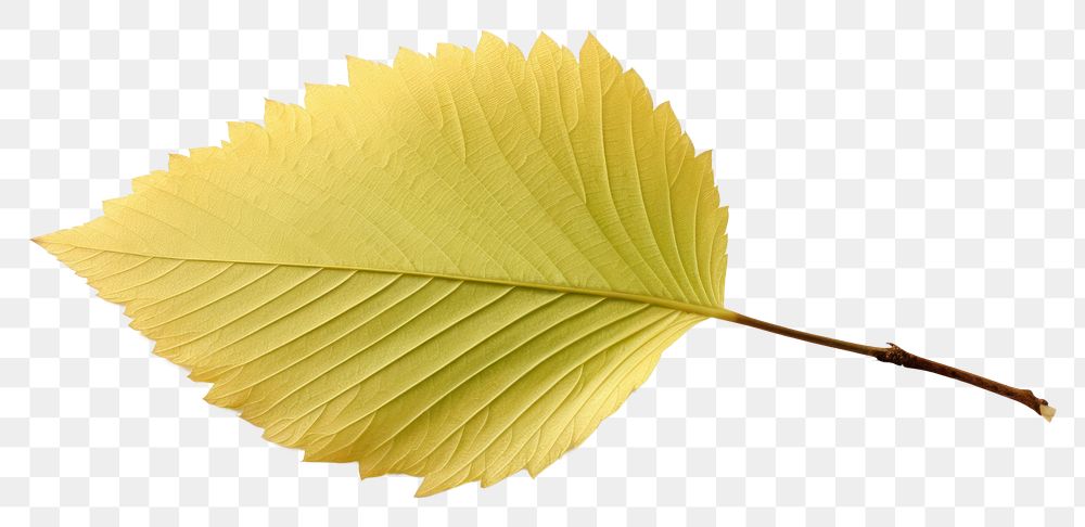 PNG 1 beech tree leaf plant white background fragility. AI generated Image by rawpixel.