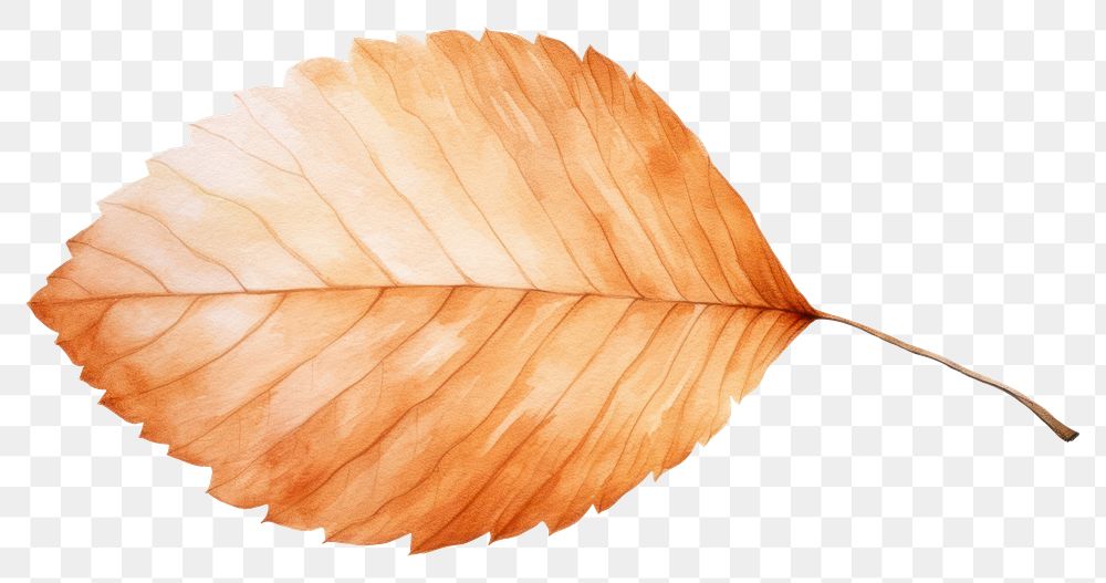 PNG Watercolor 1 beech leaf plant tree white background. AI generated Image by rawpixel.