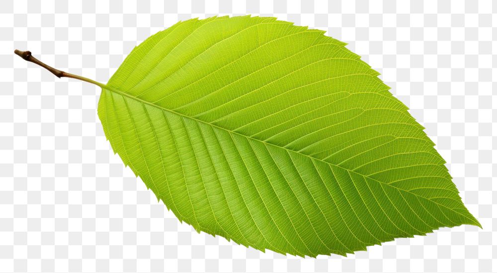 PNG Beech tree leaf plant white background freshness. AI generated Image by rawpixel.