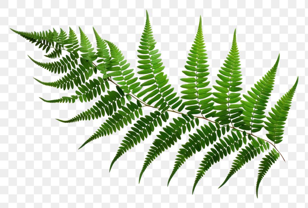 PNG Ferns plant leaf white | Free PNG - rawpixel