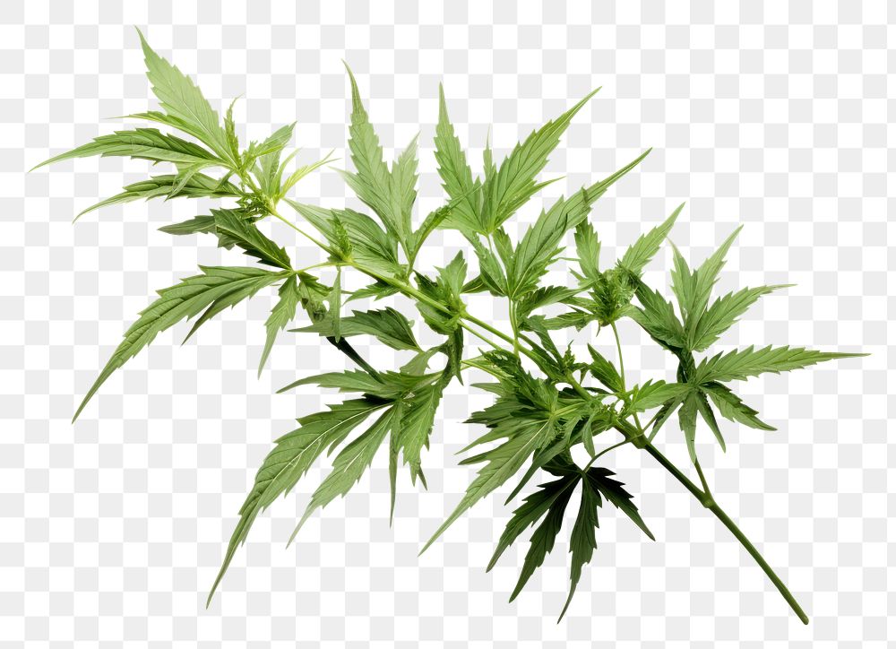 PNG  Mugwort plant herbs leaf. AI generated Image by rawpixel.
