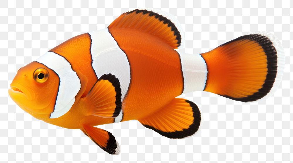 PNG Common clownfish animal white background pomacentridae. AI generated Image by rawpixel.