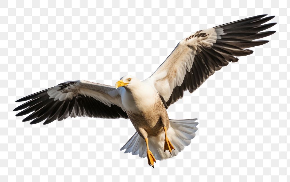 PNG Kelp gull bird flying vulture animal. AI generated Image by rawpixel.