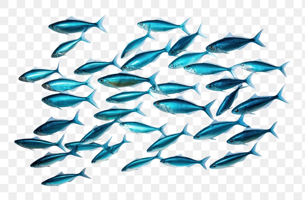 PNG Fish sardine animal blue. AI generated Image by rawpixel.