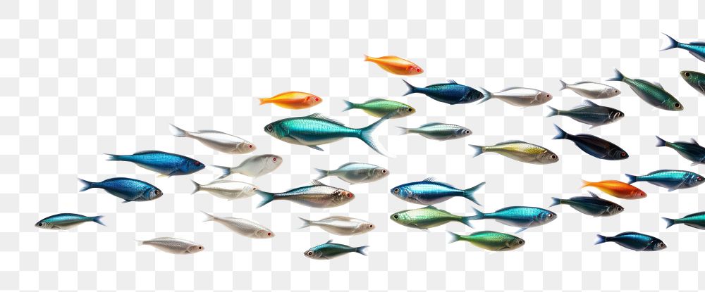 PNG Fish animal white background accessories. AI generated Image by rawpixel.