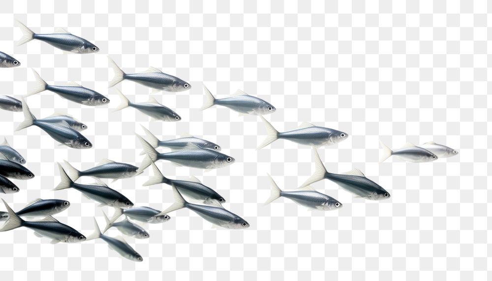 PNG Backgrounds fish white background repetition