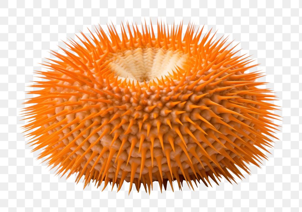 PNG Urchin white background invertebrate erinaceidae. AI generated Image by rawpixel.