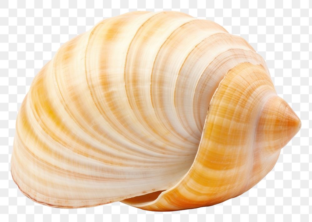 PNG Shell seashell animal conch. AI generated Image by rawpixel.