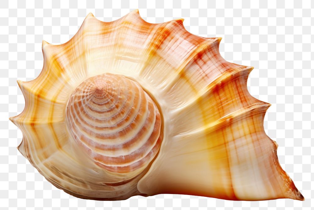PNG Shell seashell conch white background. AI generated Image by rawpixel.
