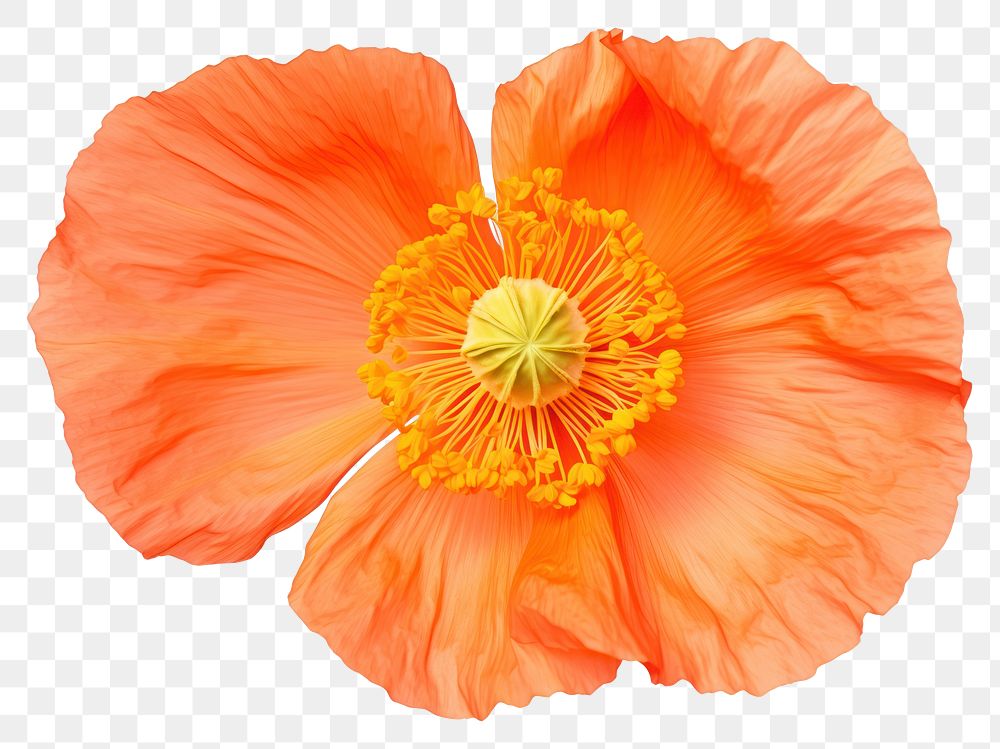 PNG Vibrant Iceland Poppy Flower flower poppy hibiscus. AI generated Image by rawpixel.