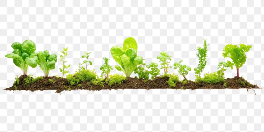 PNG  Vegetable garden lettuce plant herbs. AI generated Image by rawpixel.