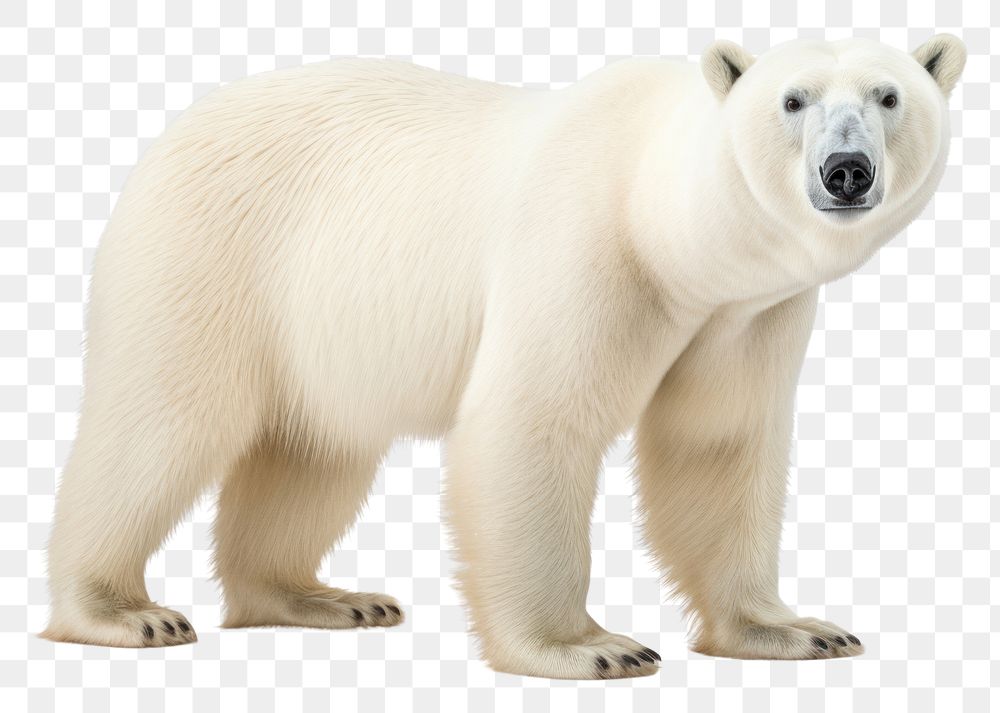 PNG Polar bear wildlife mammal animal. 
