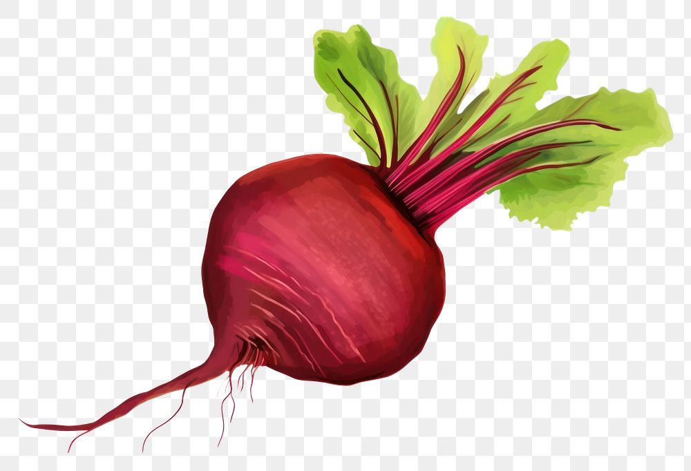 PNG  Beetroot vegetable drawing radish. AI generated Image by rawpixel.