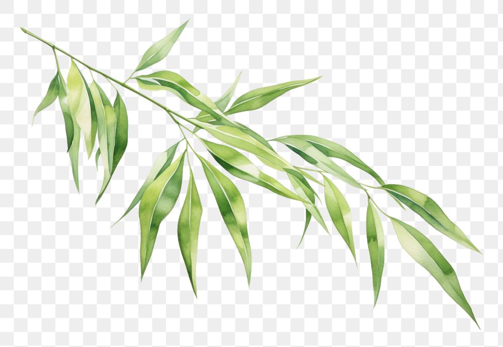 PNG Bamboo plant herbs leaf. AI generated Image by rawpixel.