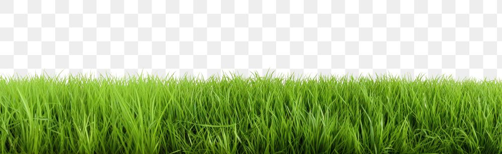 PNG Big grass field backgrounds outdoors nature. .
