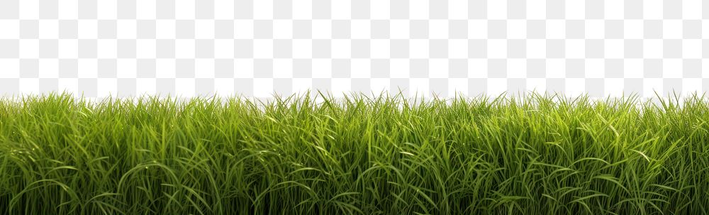 PNG Big grass field backgrounds outdoors nature. AI generated Image by rawpixel.