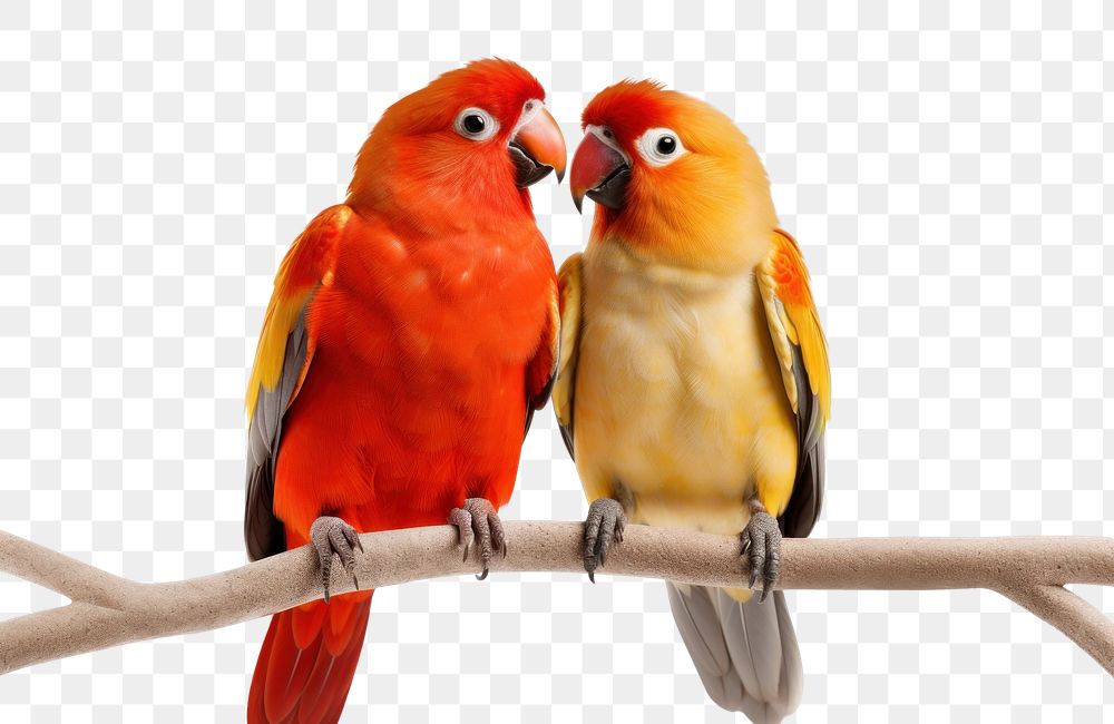 PNG Love animal parrot beak. AI generated Image by rawpixel.