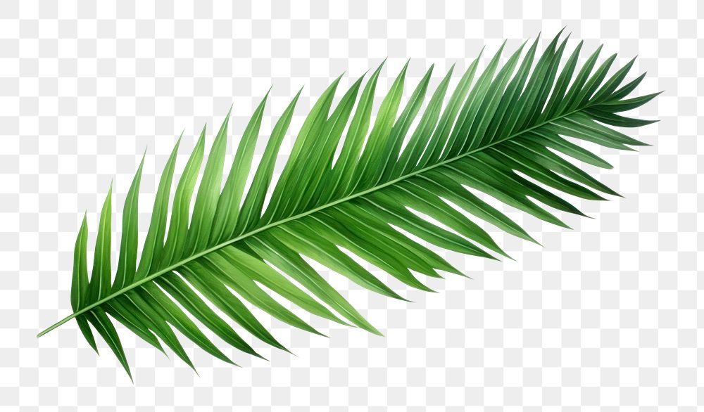 PNG Palm leaves plant leaf tree. 