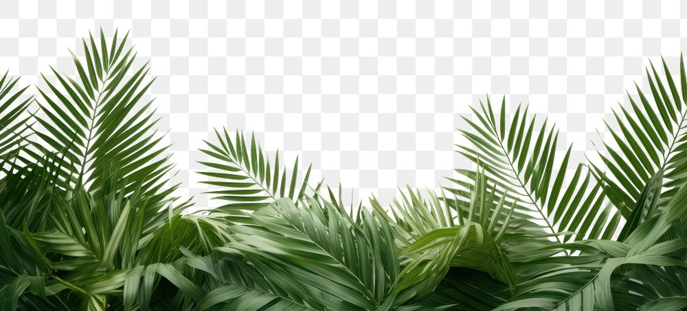 PNG Palm leaves backgrounds vegetation outdoors. .