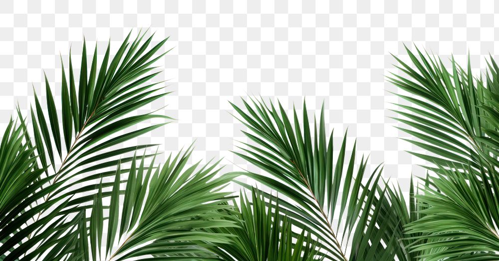 PNG Palm leaves backgrounds vegetation outdoors. .