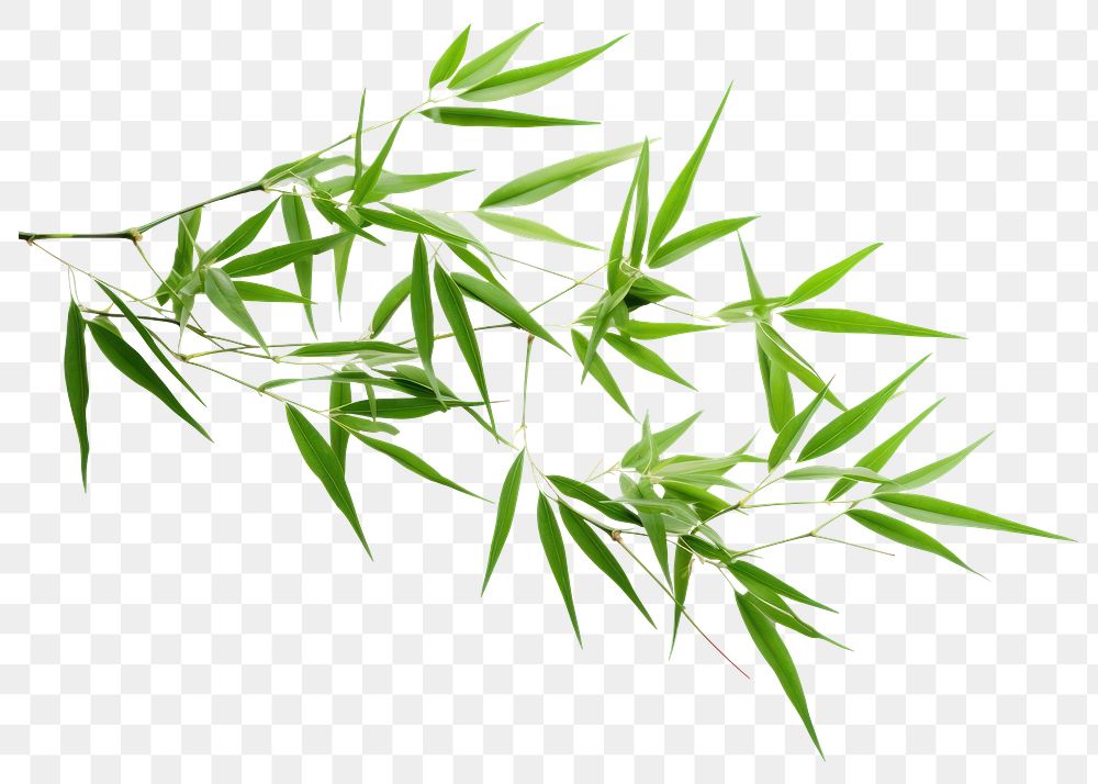 PNG Tropical bamboo leaves backgrounds plant leaf. AI generated Image by rawpixel.