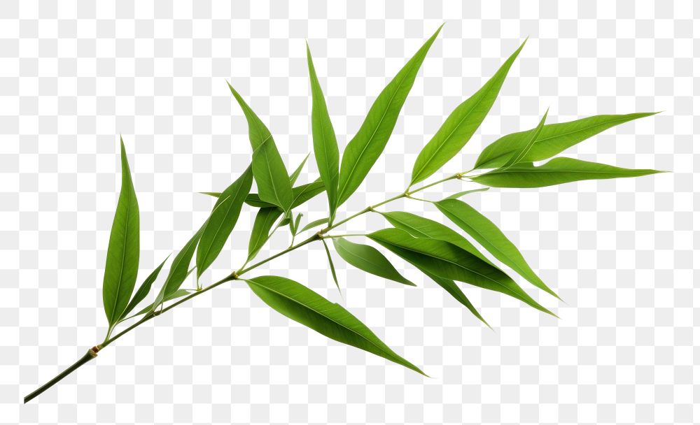 PNG Tropical bamboo leaves plant herbs leaf. AI generated Image by rawpixel.