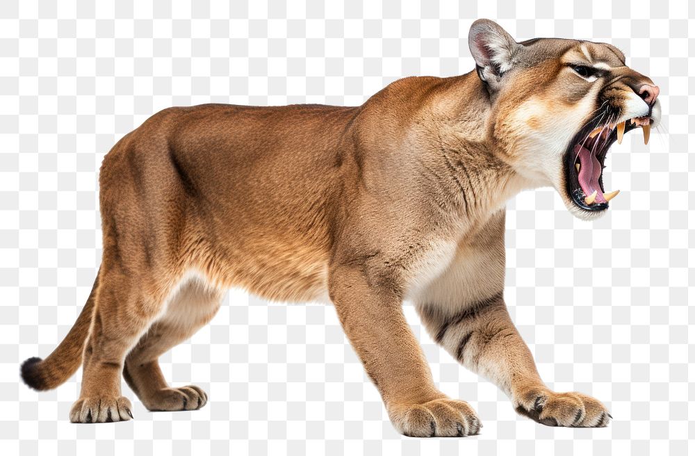 PNG Mountain lion wildlife roaring mammal. AI generated Image by rawpixel.