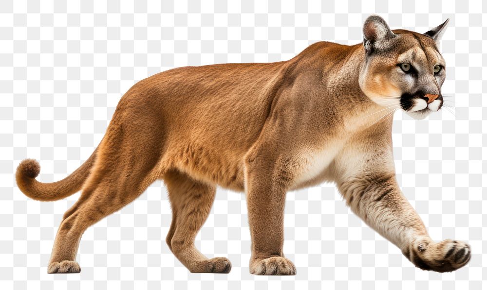PNG Mountain lion wildlife animal mammal. .