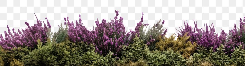 PNG North American wild bush purple lavender outdoors. AI generated Image by rawpixel.