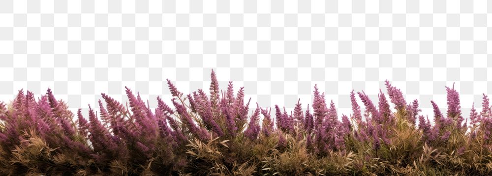 PNG North American wild bush lavender outdoors blossom. AI generated Image by rawpixel.