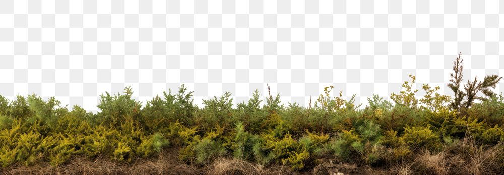 PNG North American wild bush land vegetation outdoors. .