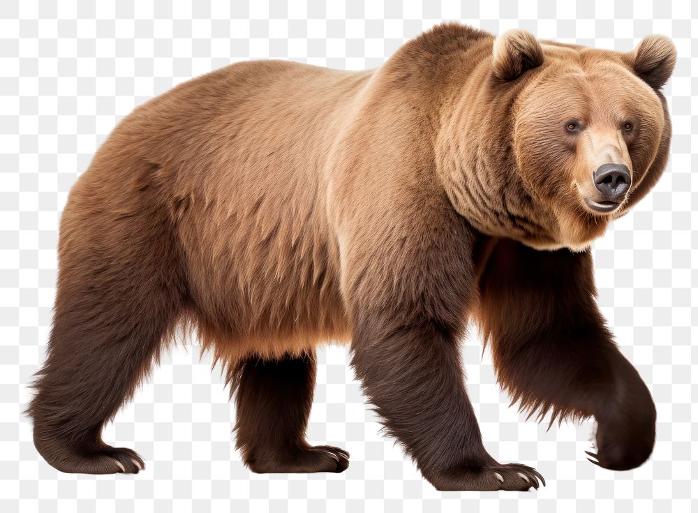 PNG Brown bear wildlife mammal animal. AI generated Image by rawpixel.