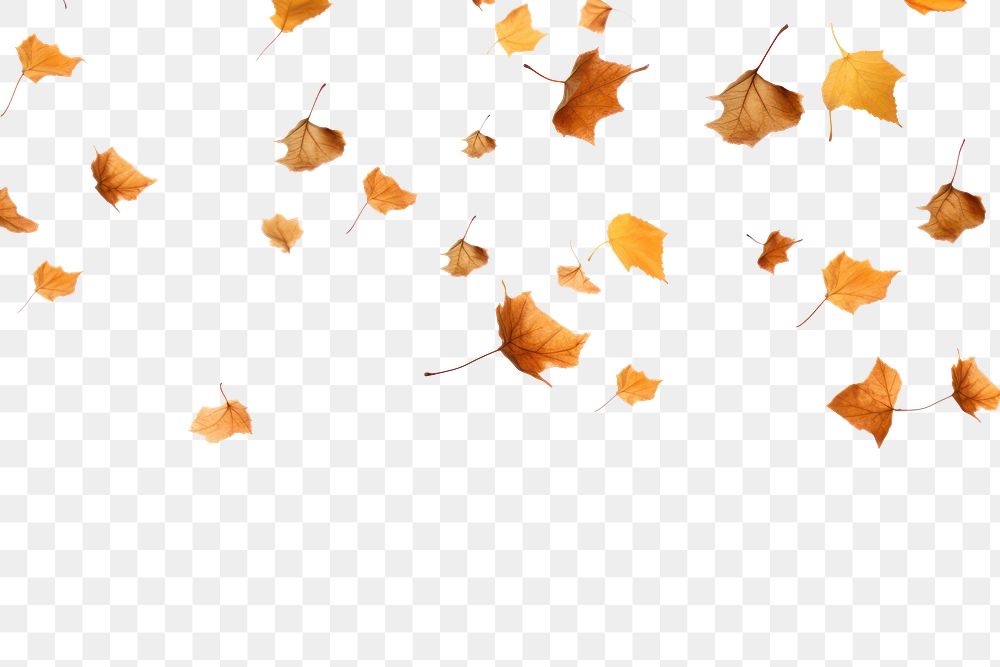 Falling maple leaf png, transparent background