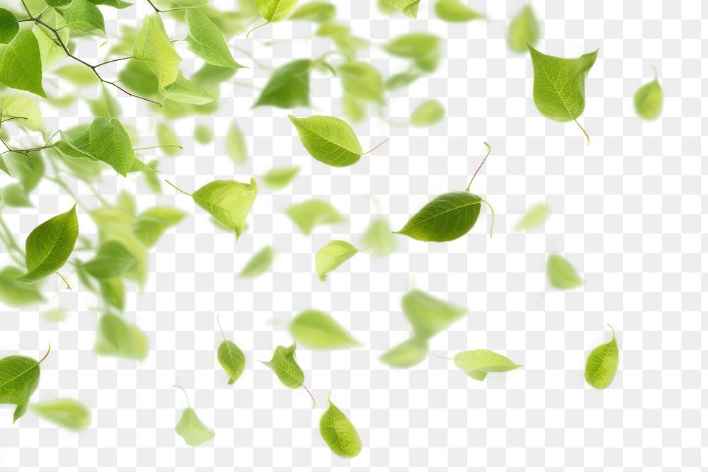 PNG Green leaves falling backgrounds plant leaf. .