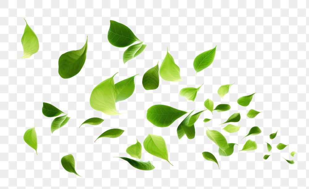 PNG Green leaves backgrounds plant leaf. .