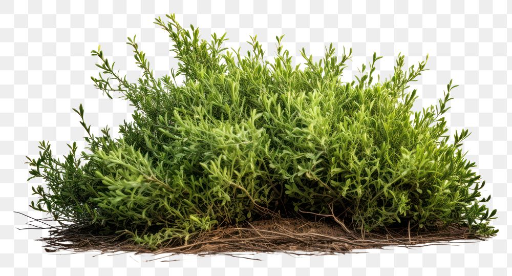 Plant grass moss vegetation. AI