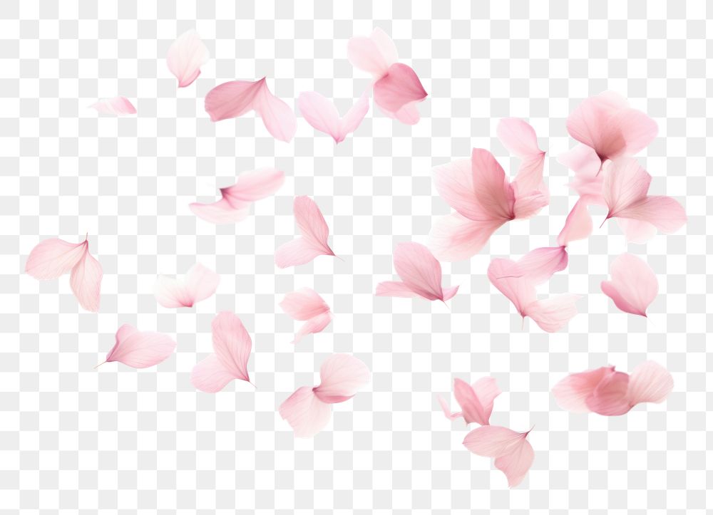 PNG Sakura leaves falling backgrounds flower petal. .