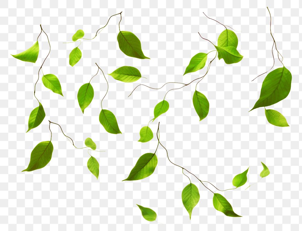 PNG Green leaf effect, transparent background. AI generated image by rawpixel.