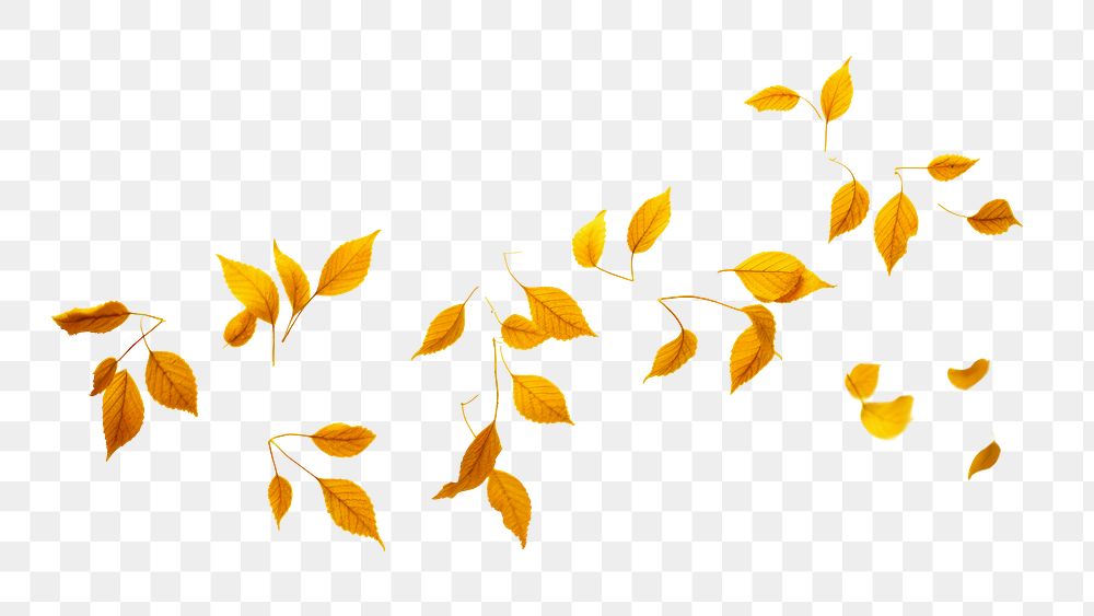 PNG Small leaves plant leaf white background. .