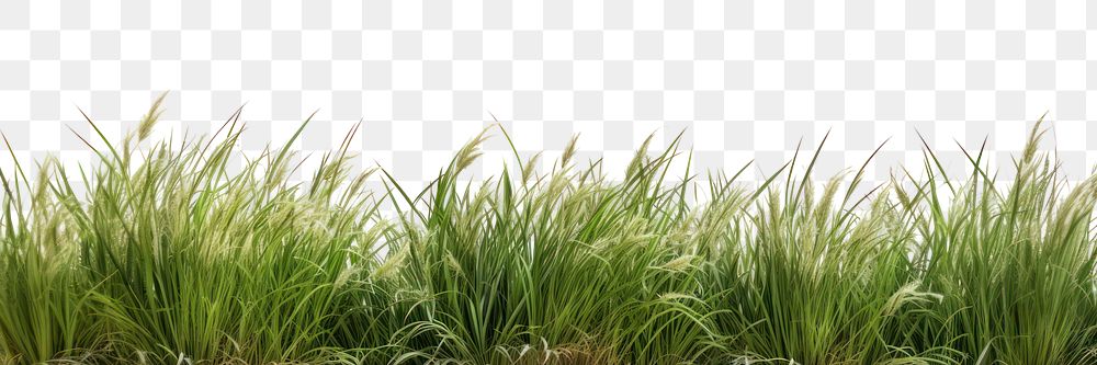 PNG Wild grass land outdoors nature plant. .