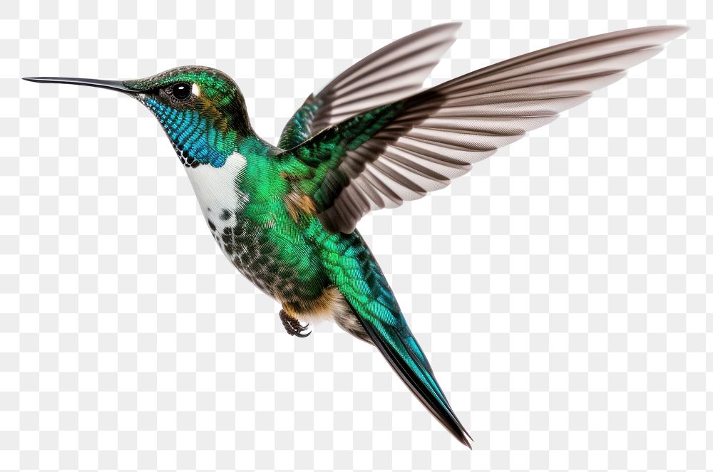 PNG Hummingibird hummingbird animal beak. AI generated Image by rawpixel.