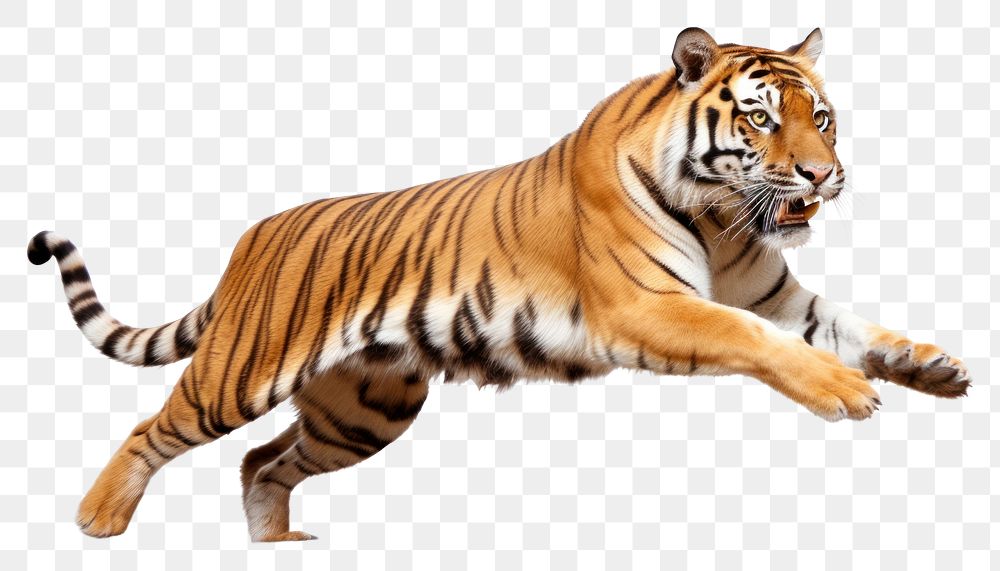 PNG Leaping Tiger tiger wildlife animal. AI generated Image by rawpixel.