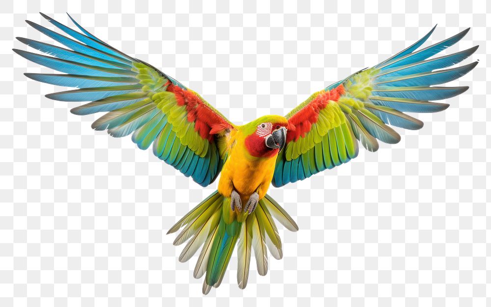 PNG Parrot fly animal bird white background
