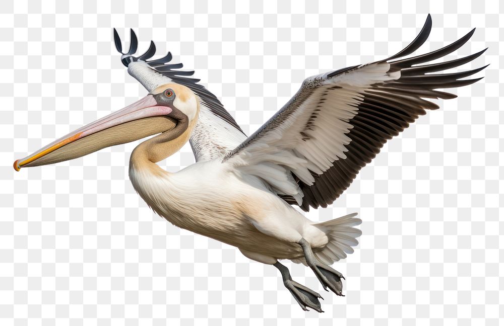 PNG Pelican landing pelican animal bird. AI generated Image by rawpixel.