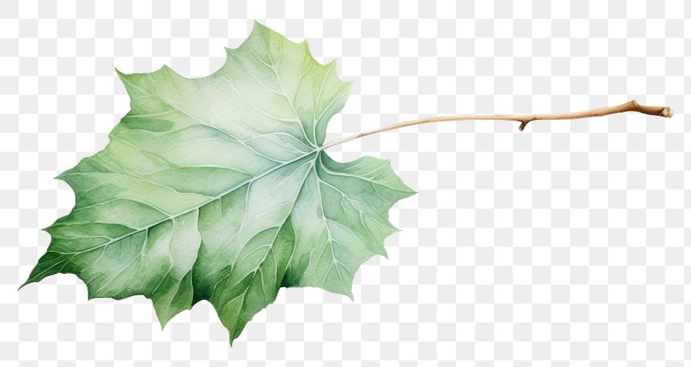 PNG A leave plant leaf tree. AI generated Image by rawpixel.