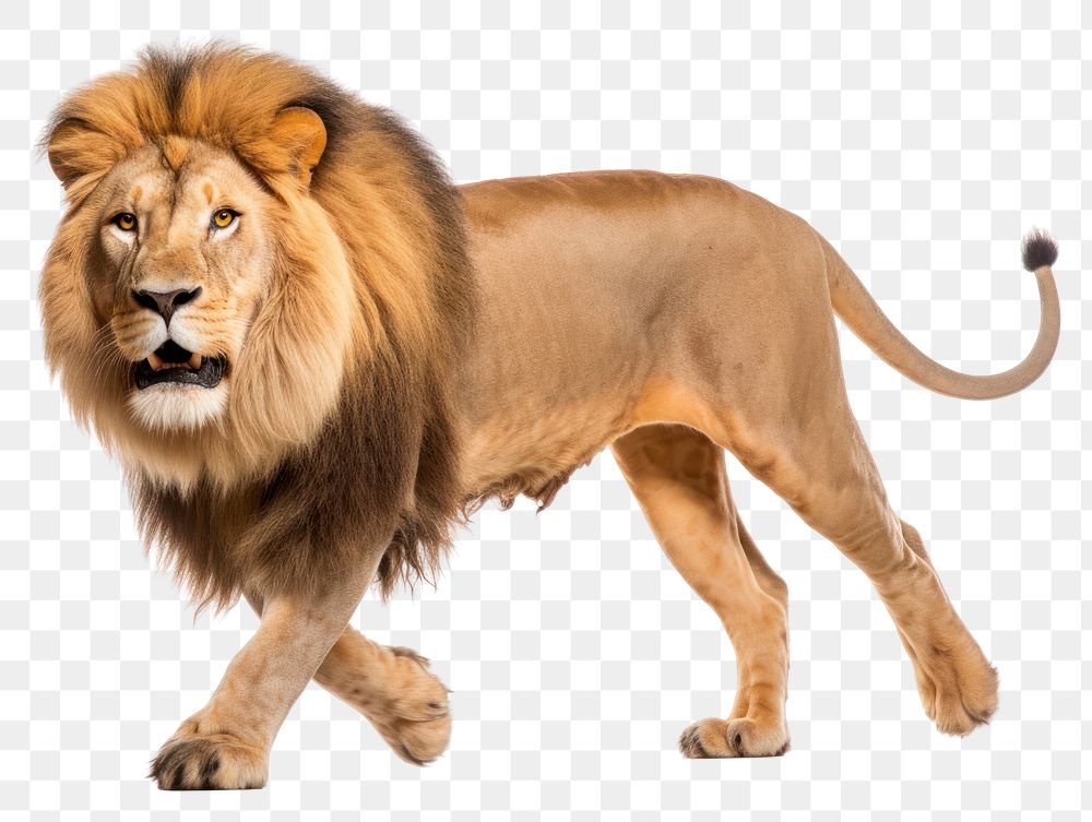 PNG Male lion wildlife mammal animal. AI generated Image by rawpixel.